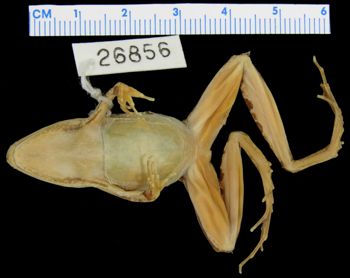 Media type: image; Herpetology A-26856